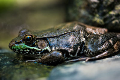 Close-up of lizard on rock