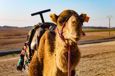 View of camel in desert 