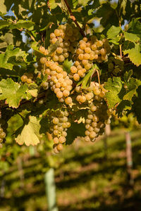 Grapes growing in vineyard