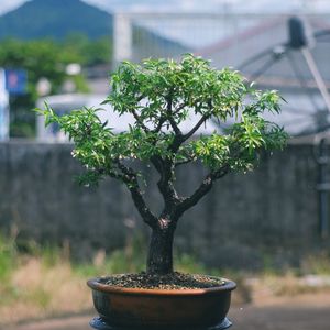 Close-up of small potted plant