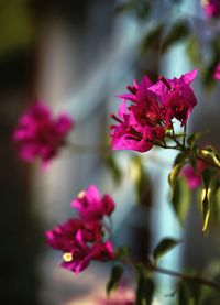 Close-up of pink flowering plant