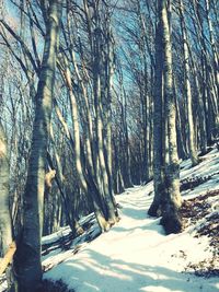 Snow covered trees in forest