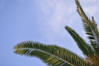 Low angle view of palm tree against blue sky