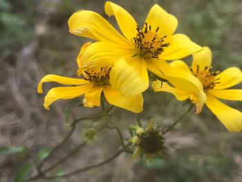 Close-up of yellow flowers blooming outdoors