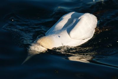 Booby looking out for fish