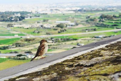 Close up of a sparrow