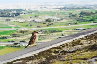 Close up of a sparrow