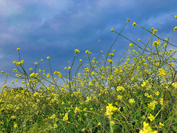 Yellow flowering plants on field against sky