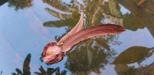 High angle view of leaves in lake