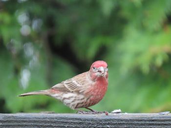 Close-up of a house finch perching on a wooden railing 