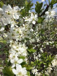 Close-up of white cherry blossoms in spring