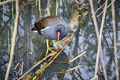 High angle view of duck swimming in lake