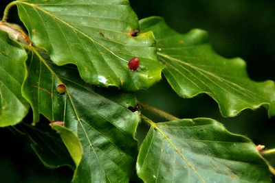 Close-up of green leaves