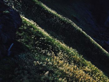 High angle view of plants growing on field