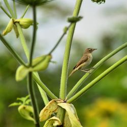 Close-up of bird perching on plant