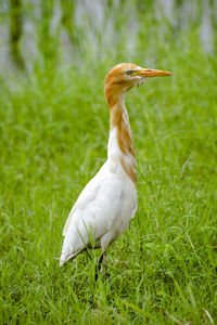 Egrets are herons birds in a green grass background, selective focused