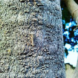 Close-up of tree trunk