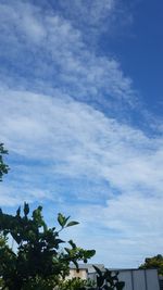 Low angle view of trees against blue sky