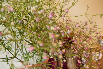 Close-up of pink flowering plants in park