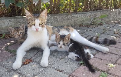 Portrait of kitten sitting outdoors