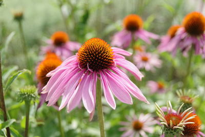 Close-up of pink flower