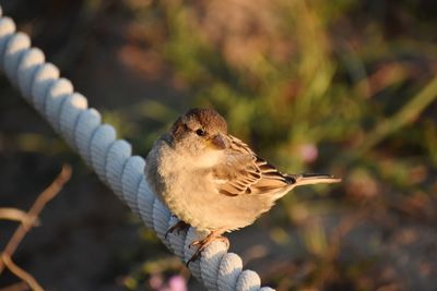 Close-up of bird perching on branch