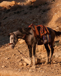 Horse standing on land