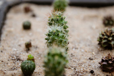 High angle view of small cactus plant growing on field