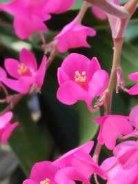 Close-up of pink flowers blooming outdoors