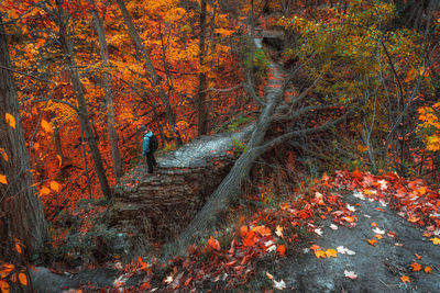 Trees in forest during autumn