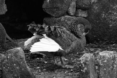 Black swan preening amidst rock formation