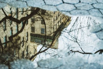 Bare trees by house during winter