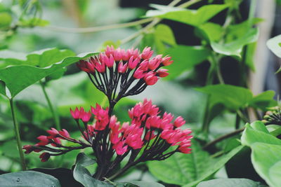 Close-up of flowers and leaves