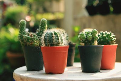 Close-up of potted plant on table