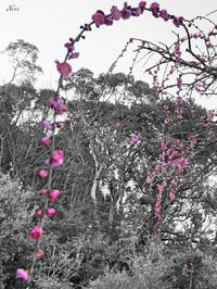 Pink flowers blooming on tree