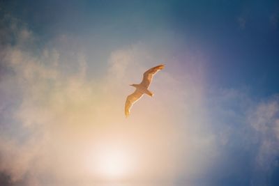 Low angle view of seagull flying in sky