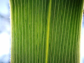 Low angle view of palm tree against sky