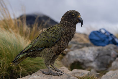 Close-up of eagle perching on rock