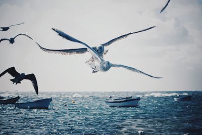 Seagulls flying over sea