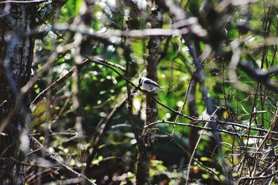 Bird perching on a tree