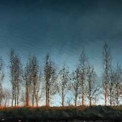 Trees against cloudy sky