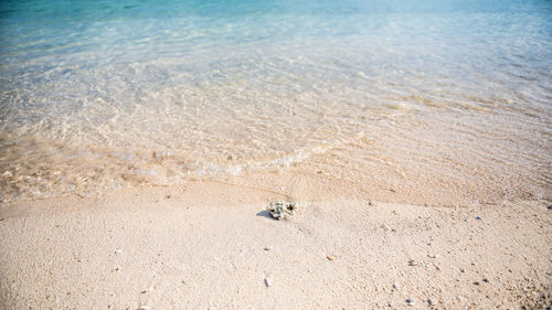 High angle view of crab on beach