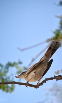 Low angle view of bird flying against clear sky