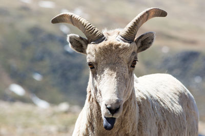 Close-up of goat