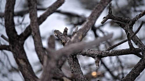 Close-up of lizard on tree