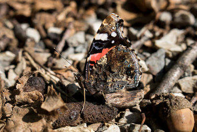 Close-up of insect