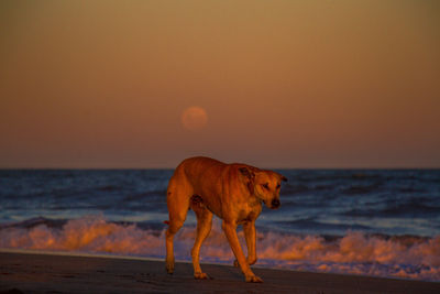 Dog on beach against clear sky during sunset