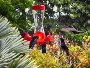 Close-up of red bird flying over feeder
