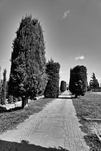 Trees against clear sky