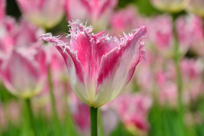 Close-up of pink flowering plant